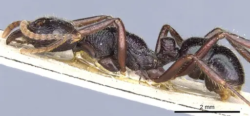 Rhytidoponera fulgens specimen CASENT0903824 image casent0903824_3