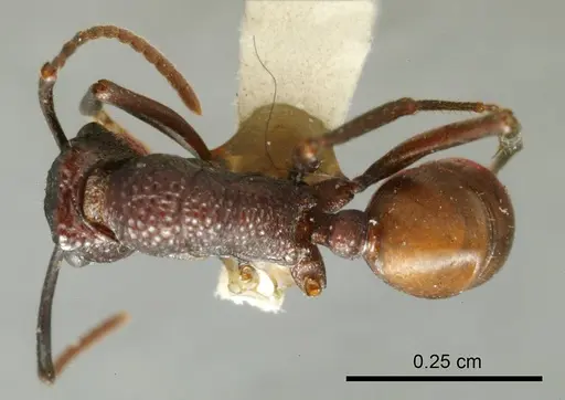 Rhytidoponera fuliginosa specimen ANTWEB1008306 image antweb1008306_1