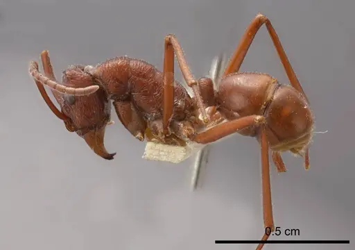 Rhytidoponera greavesi specimen ANTWEB1008307 image antweb1008307_2