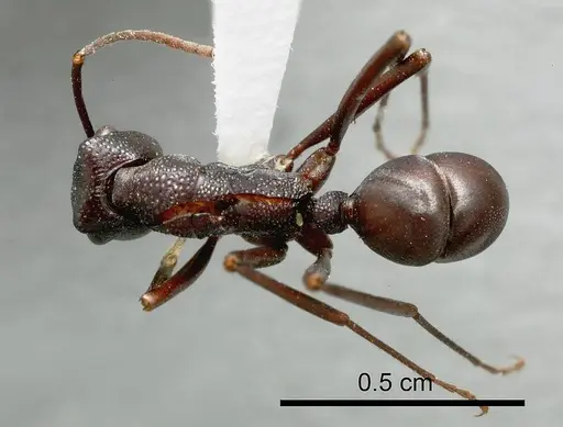 Rhytidoponera gregoryi specimen ANTWEB1008308 image antweb1008308_1