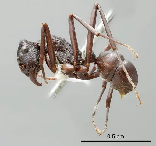 Rhytidoponera gregoryi specimen ANTWEB1008308 image antweb1008308_2