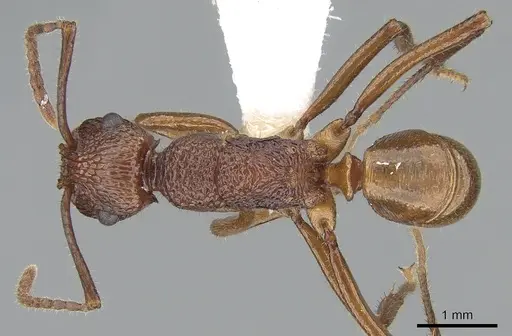 Rhytidoponera haeckeli specimen CASENT0281271 image casent0281271_1