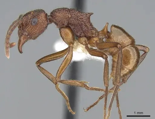 Rhytidoponera haeckeli specimen CASENT0281271 image casent0281271_3