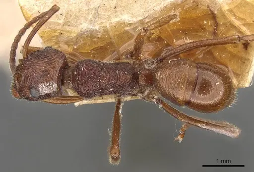 Rhytidoponera haeckeli specimen CASENT0907155 image casent0907155_1
