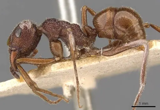 Rhytidoponera haeckeli specimen CASENT0907155 image casent0907155_3
