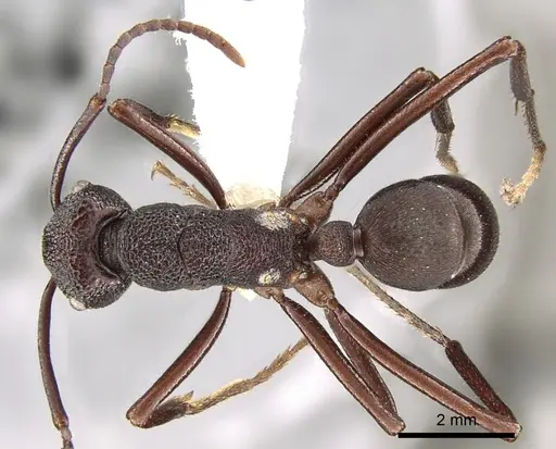 Rhytidoponera hanieli specimen CASENT0281340 image casent0281340_1