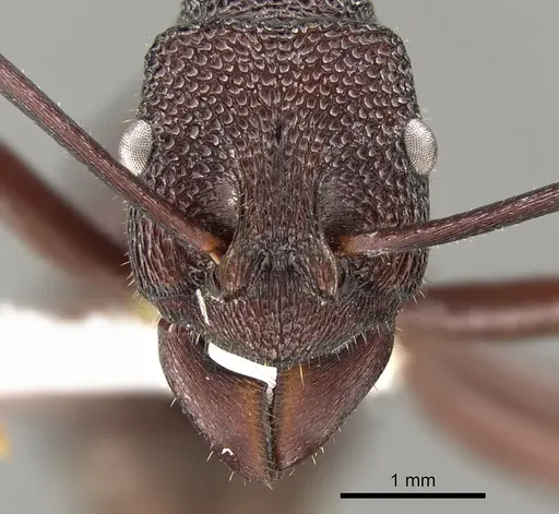 Rhytidoponera hanieli specimen CASENT0281340 image casent0281340_2