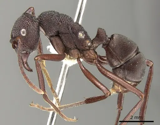 Rhytidoponera hanieli specimen CASENT0281340 image casent0281340_3