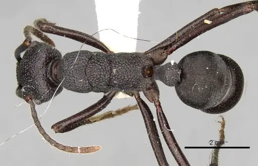 Rhytidoponera hanieli specimen CASENT0281836 image casent0281836_1