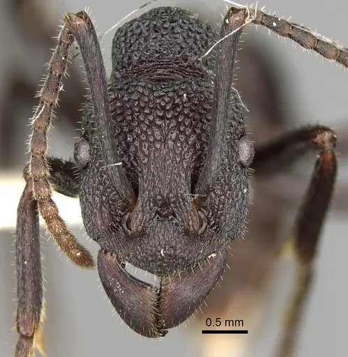 Rhytidoponera hanieli specimen CASENT0281836 image casent0281836_2