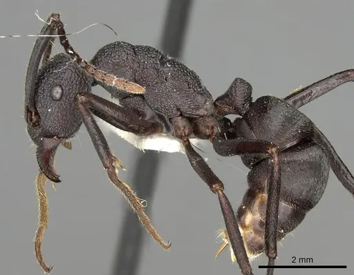 Rhytidoponera hanieli specimen CASENT0281836 image casent0281836_3