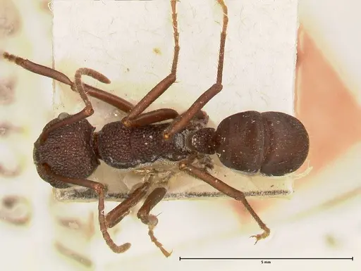 Rhytidoponera hanieli specimen FOCOL0580 image focol0580_1