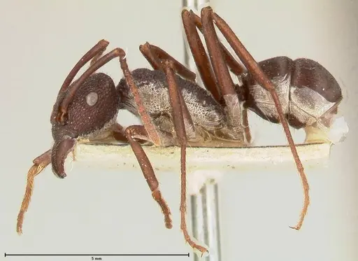 Rhytidoponera hanieli specimen FOCOL0580 image focol0580_3