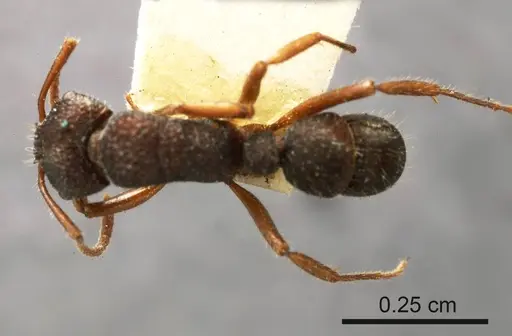 Rhytidoponera hilli specimen ANTWEB1008157 image antweb1008157_1