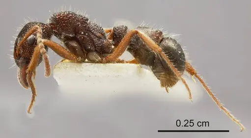 Rhytidoponera hilli specimen ANTWEB1008157 image antweb1008157_2