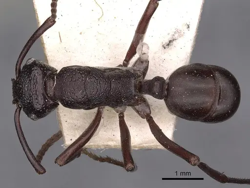 Rhytidoponera hilli specimen CASENT0900521 image casent0900521_1