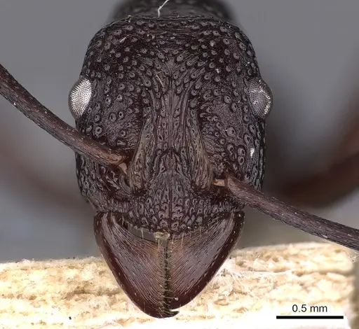 Rhytidoponera hilli specimen CASENT0900521 image casent0900521_2