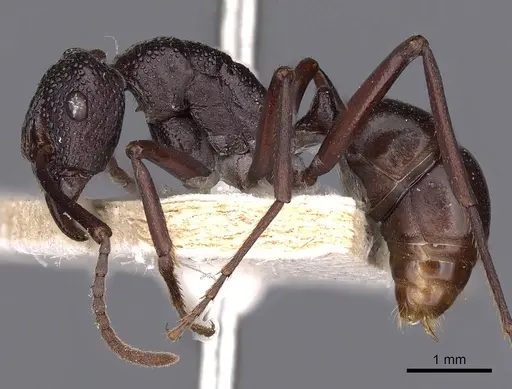 Rhytidoponera hilli specimen CASENT0900521 image casent0900521_3