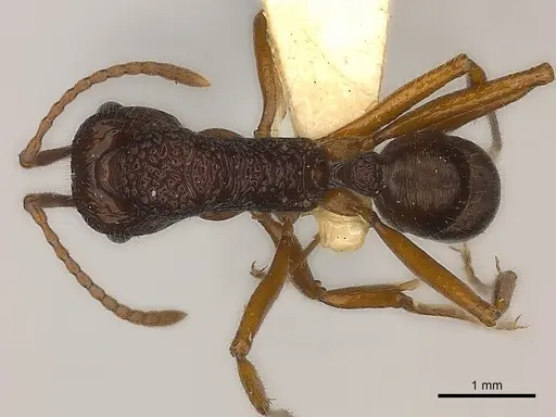Rhytidoponera impressa specimen CASENT0217491 image casent0217491_1