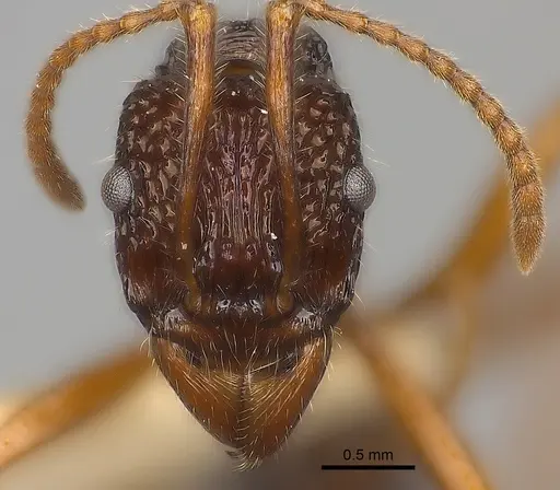 Rhytidoponera impressa specimen CASENT0217491 image casent0217491_2