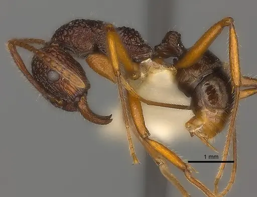 Rhytidoponera impressa specimen CASENT0217491 image casent0217491_3