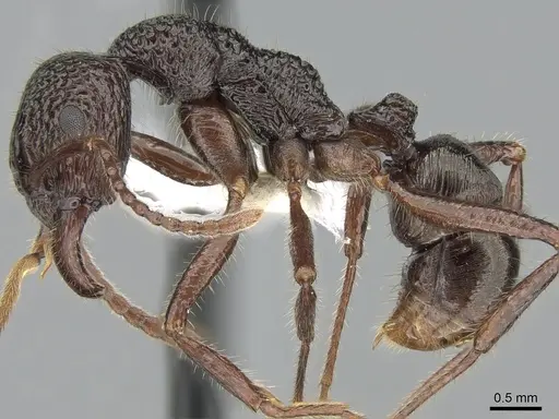 Rhytidoponera impressa specimen CASENT0281238 image casent0281238_3