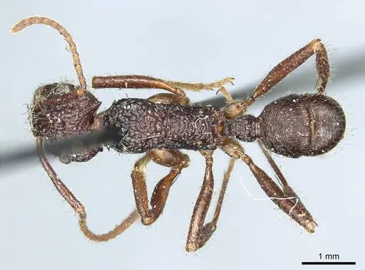 Rhytidoponera impressa specimen CASENT0915924 image casent0915924_1
