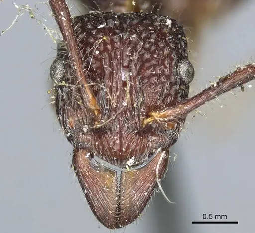 Rhytidoponera impressa specimen CASENT0915924 image casent0915924_2