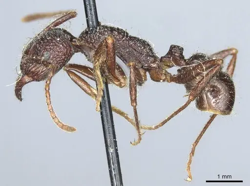 Rhytidoponera impressa specimen CASENT0915924 image casent0915924_3