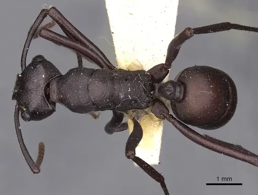 Rhytidoponera incisa specimen CASENT0900522 image casent0900522_1
