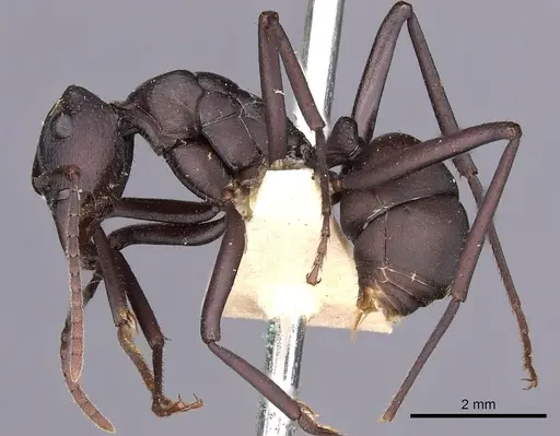 Rhytidoponera incisa specimen CASENT0900522 image casent0900522_3