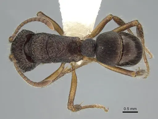 Rhytidoponera inops specimen CASENT0281266 image casent0281266_1