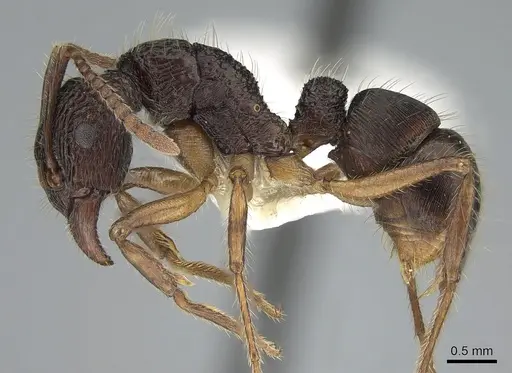 Rhytidoponera inops specimen CASENT0281266 image casent0281266_3