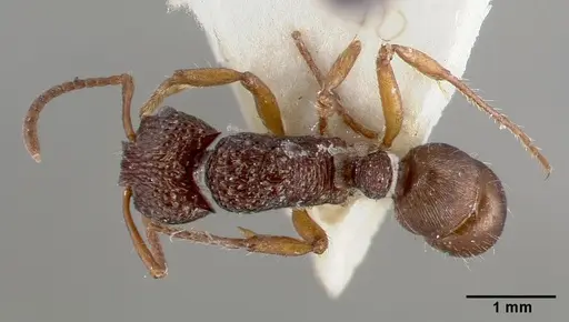 Rhytidoponera inops specimen CASTYPE06975 image castype06975_1