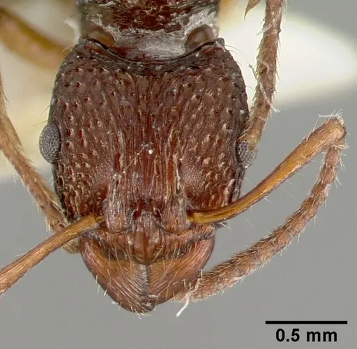 Rhytidoponera inops specimen CASTYPE06975 image castype06975_2