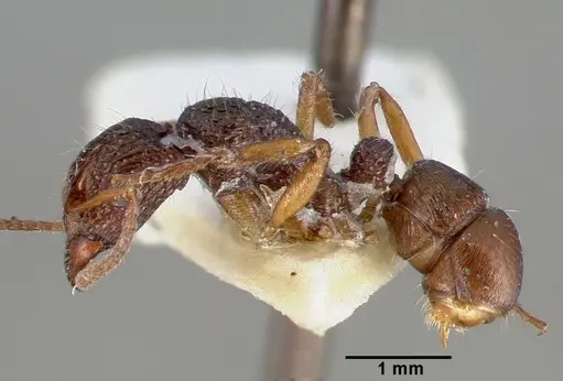 Rhytidoponera inops specimen CASTYPE06975 image castype06975_3