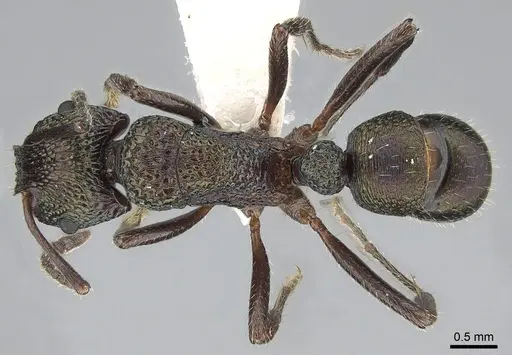Rhytidoponera inornata specimen CASENT0281265 image casent0281265_1