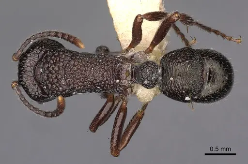 Rhytidoponera inornata specimen CASENT0900528 image casent0900528_1