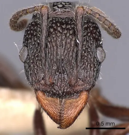 Rhytidoponera inornata specimen CASENT0900528 image casent0900528_2