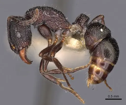 Rhytidoponera inornata specimen CASENT0900528 image casent0900528_3