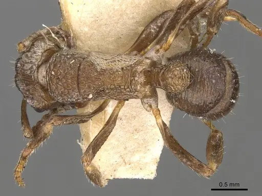 Rhytidoponera inornata specimen CASENT0907158 image casent0907158_1