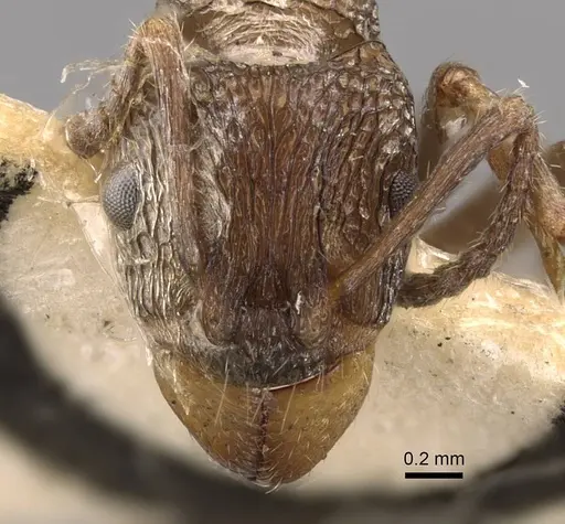 Rhytidoponera inornata specimen CASENT0907158 image casent0907158_2