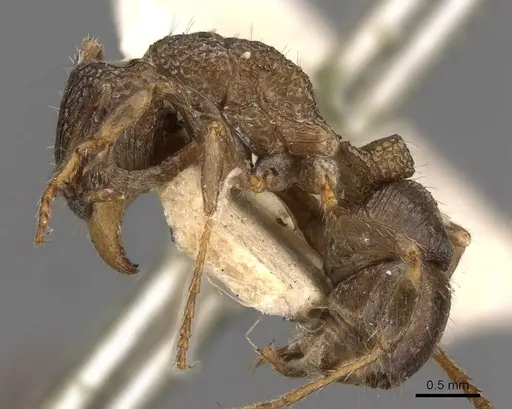 Rhytidoponera inornata specimen CASENT0907158 image casent0907158_3
