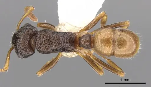 Rhytidoponera insularis specimen CASENT0281321 image casent0281321_1