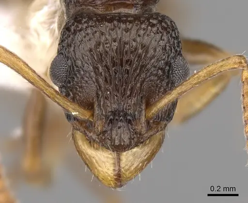 Rhytidoponera insularis specimen CASENT0281321 image casent0281321_2
