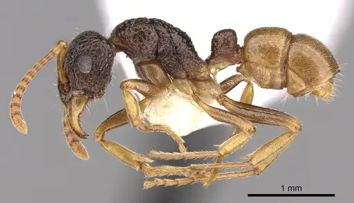 Rhytidoponera insularis specimen CASENT0281321 image casent0281321_3