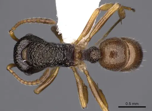 Rhytidoponera insularis specimen CASENT0900542 image casent0900542_1