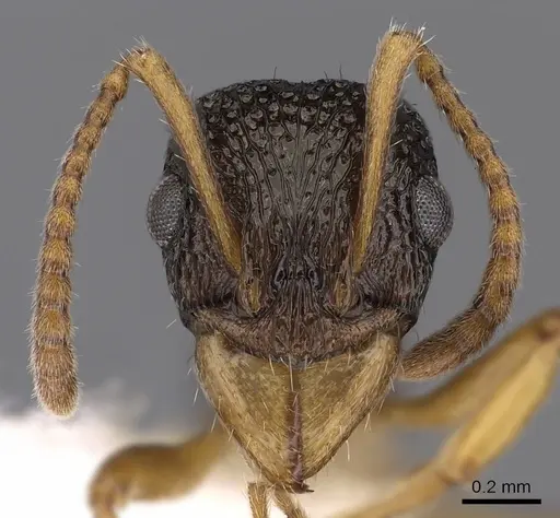 Rhytidoponera insularis specimen CASENT0900542 image casent0900542_2