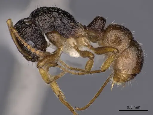 Rhytidoponera insularis specimen CASENT0900542 image casent0900542_3