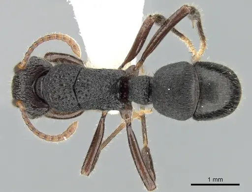 Rhytidoponera koumensis specimen CASENT0281310 image casent0281310_1